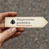 N/A Hesperomeles goudotiana | 100 SEEDS - - SEMI Biancospino andino | Biancospino d
