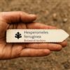 N/A Hesperomeles ferruginea | 10000 SEEDS - - SEMI Biancospino andino | Biancospino