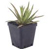 N/A Agave x leopoldii - agave con riccioli bianchi (Pianta in Vaso) - 10-15cm