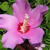 N/A Hibiscus syriacus - ibisco cinese (Alveolo forestale) - 20-40cm