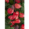 1 PIANTA DI ANTHURIUM KARMA ROSSO IN VASO 12CM DA INTERNO APPARTAMENTO anturio