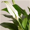 1 PIANTA DI SPATHIPHYLLUM PEARL VASO 9CM SPATIFILLO PIANTA DA APPARTAMENTO