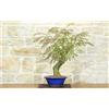 Pollice Verde Bonsai di Acacia di Costantinopoli (14)