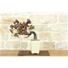Pollice Verde Bonsai di Vite (110)