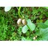 N/A Dioscorea batatas - pianta della luce (Vaso quadro 9x9x13 cm) - cm