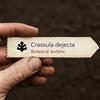 N/A Crassula dejecta 100 SEEDS - - SEMI Crassula | Crassula rossa