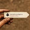 N/A Jatropha podagrica 100 SEEDS - - SEMI Pianta pancia di Buddha | Pianta della go