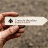 N/A Crassula obvallata 100 SEEDS - - SEMI Crassula | Crassula obvallata