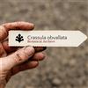 N/A Crassula obvallata 1000 SEEDS - - SEMI Crassula | Crassula obvallata