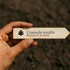 N/A Crassula southii 100 SEEDS - - SEMI Crassula di South | Crassula Sud
