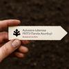 N/A Aylostera tuberosa FR773 (Tarvita Azurduy) 1000 SEEDS - - SEMI di Cactus Raro