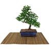 Pollice Verde Bonsai di Olmo cinese vaso cm. 18