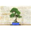 Pollice Verde Bonsai di Olmo Cinese (147)