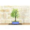 Pollice Verde Bonsai di Prugnolo (26)