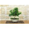 Pollice Verde Bonsai di Gelsomino a fiore giallo (8)
