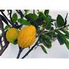 Vivai Mola della Abbadia srl Citrus medica - Cedro (Fitocella) - 110-130cm