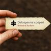N/A Delosperma cooperi 1000 SEEDS - - SEMI Pianta del ghiaccio | Delosperma