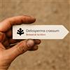 N/A Delosperma crassum 100 SEEDS - - SEMI Pianta del ghiaccio | Delosperma