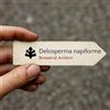 N/A Delosperma napiforme 100 SEEDS - - SEMI Pianta di ghiaccio | Delosperma