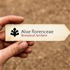 World Plants Aloe florenceae 100 SEEDS - - SEMI Aloe di Firenze | Aloe florenceae