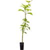 N/A Persea americana - avocado (Vaso quadro) - 100-150cm