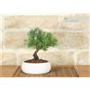 Pollice Verde Bonsai di Rosmarino in ciotola bassa