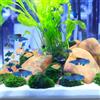Figure Decorative Di Pesci Rossi Divertente Per Le Vasca Da Pesce