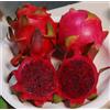 N/A Hylocereus undatus cv. rossa - pitaya, frutto del drago (Vaso 12 cm) - 15-30cm