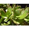 N/A Crassula ovata - albero di Giada (Vaso quadro 7x7x8 cm) - 20-30cm