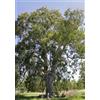 N/A Eucalyptus camaldulensis - eucalipto rosso (Alveolo forestale) - 60-90cm