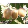 1 PIANTA DI KIWI ACTINIDIA HAYWARD IMPOLLINATORE (1 PIANTA)