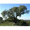 N/A Quercus suber - sughera (Alveolo forestale) - 10-15cm