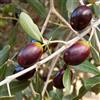 Vivai Mola della Abbadia srl Olea europaea cv "leccino" - olivo (Fitocella) - 130-135cm