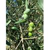 Vivai Mola della Abbadia srl Olea europaea cv "Itrana" - oliva di Gaeta (Fitocella) - 120-130cm