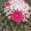 N/A Mammillaria polythele - mammillaria (Vaso 10 cm) - 7-12cm