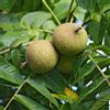 N/A Juglans nigra - noce nero (Alveolo forestale) - 30-60cm