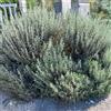 Vivai Mola della Badia Lavandula x allardii - lavanda ibrida (Alveolo forestale) - 15-40cm