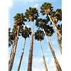N/A Washingtonia robusta - Palma Messicana (Alveolo forestale) - 20-30cm