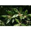 N/A Quercus ilex - leccio (Alveolo forestale) - 30-60cm