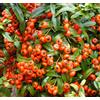 N/A Pyracantha coccinea - agazzino (Alveolo forestale) - 50-60cm