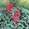 N/A Nandina domestica - nandina (Alveolo forestale) - 30-40cm