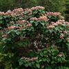 N/A Clerodendrum trichotomum - clerodendro (Alveolo forestale) - 20-60cm