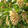N/A Ostrya carpinifolia - carpino nero (Alveolo forestale) - 15-30cm