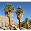 N/A Washingtonia filifera - Palma Californiana (Alveolo forestale) - 30-40cm