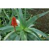 N/A Aloe arborescens - aloe medicinale (Vaso quadro 7x7x8 cm) - 15-20cm