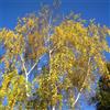 Vivai Mola della Badia Betula pendula - betulla bianca (Vaso 18 cm) - 130-160cm