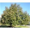N/A Quercus pubescens - roverella (Alveolo forestale) - 20-60cm