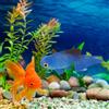 Figure Di Pesci Rossi Ornamenti Per Acquario Decor Divertente Le Vasca Da Pesce