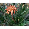 N/A Aloe saponaria - aloe saponaria (Vaso quadro 9x9x10 cm) - 10-12cm