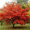 N/A Acer ginnala - acero amurense (Alveolo forestale) - 10-15cm